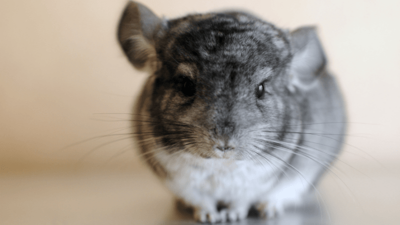 The Fur-Farming, Import, and Promotion Bans of 2025